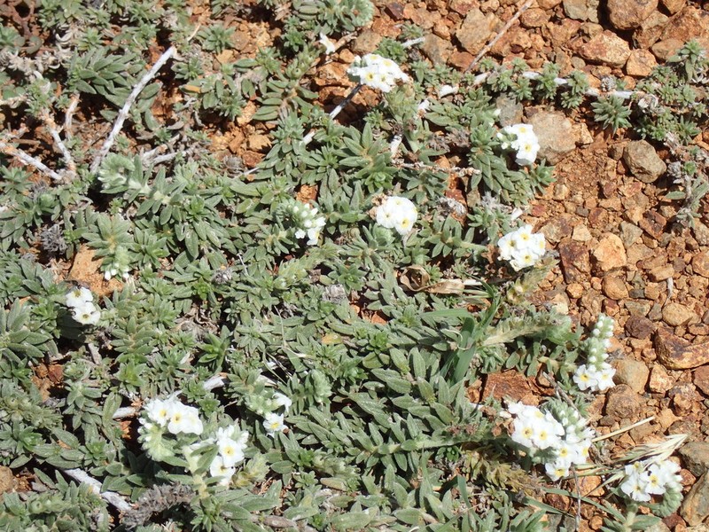 Bushy Heliotrope photo 6