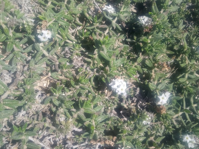Bushy Heliotrope photo 7
