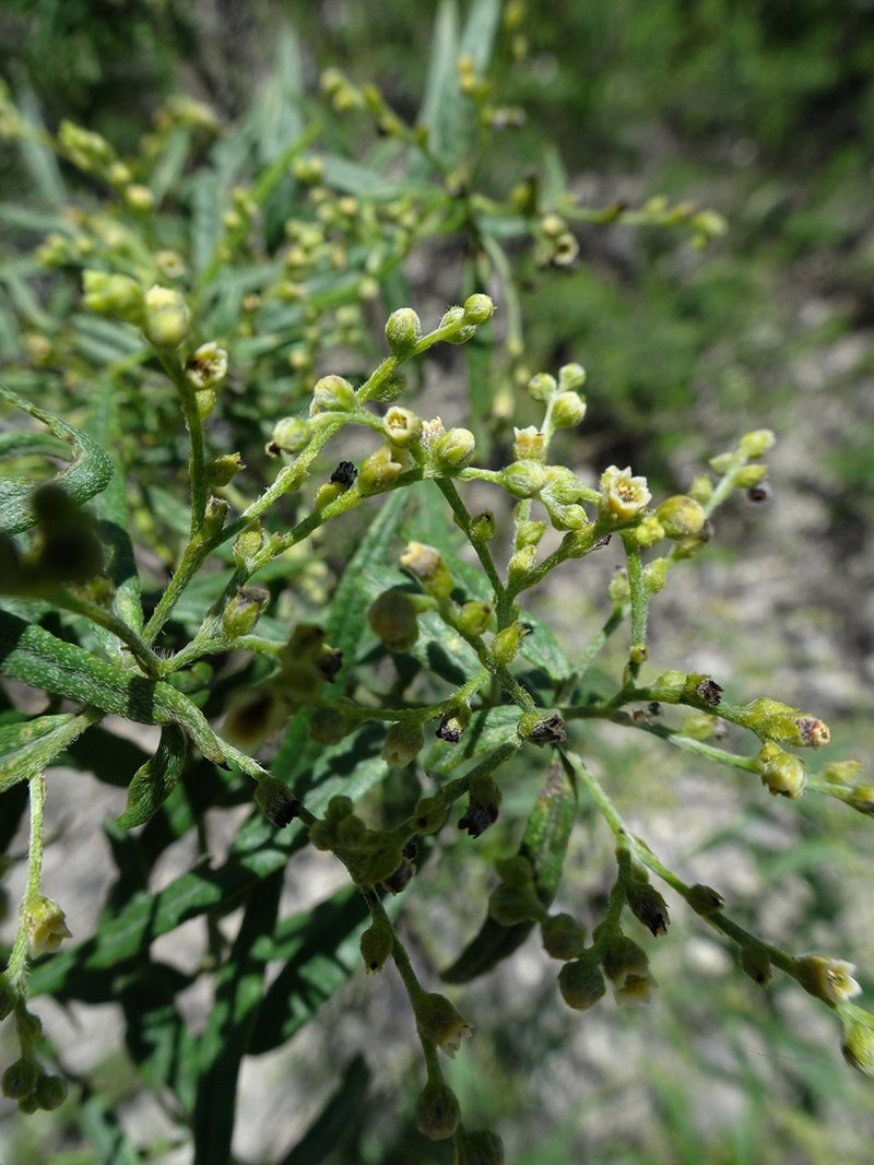 Euploca karwinskyi
