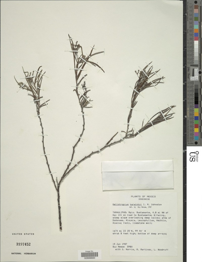 Euploca karwinskyi photo 3
