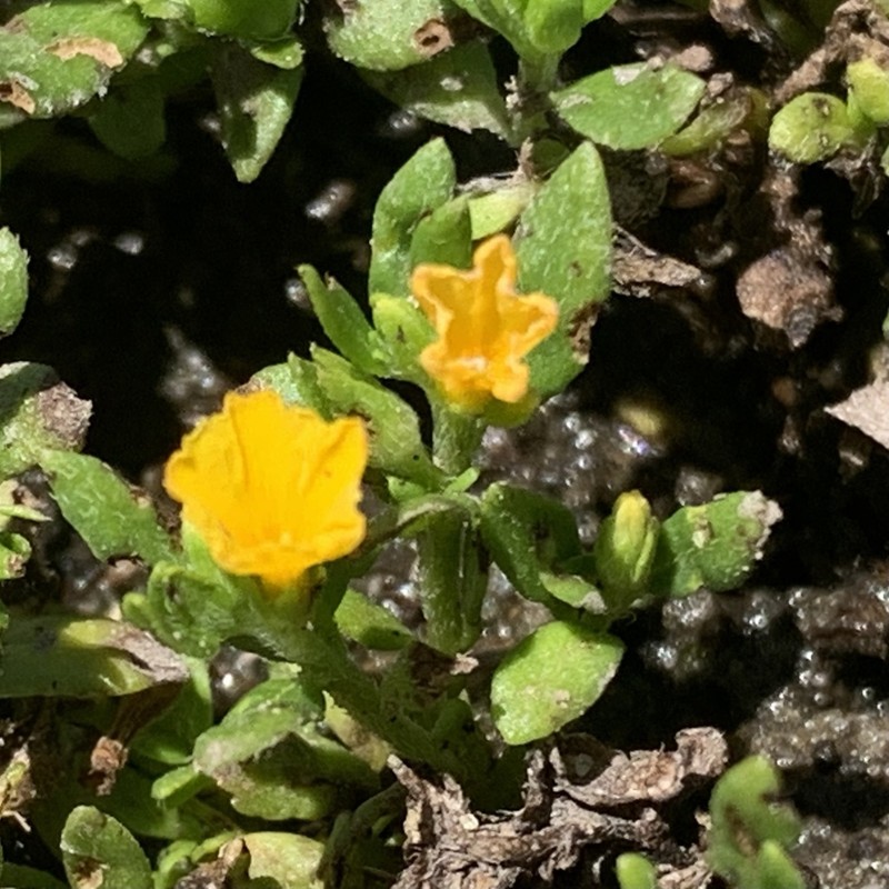 Euploca katangensis