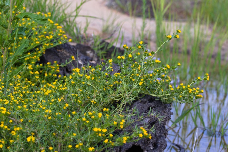 Euploca katangensis photo 2