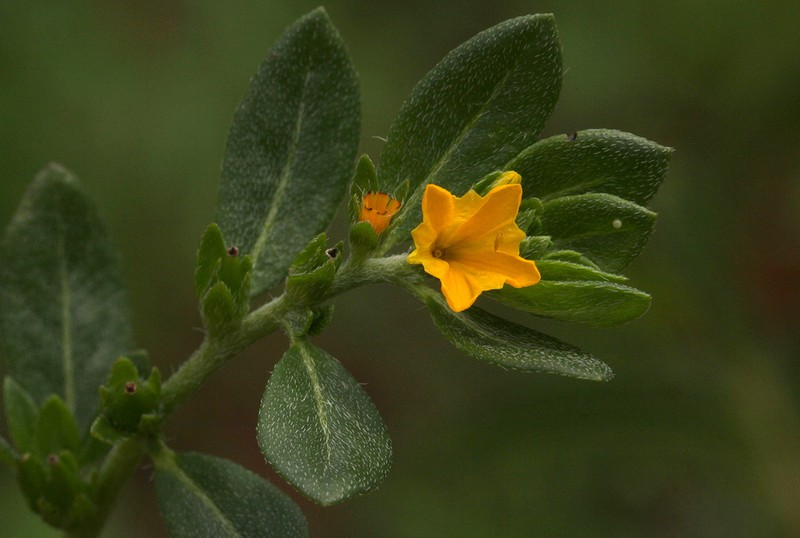 Euploca katangensis photo 3