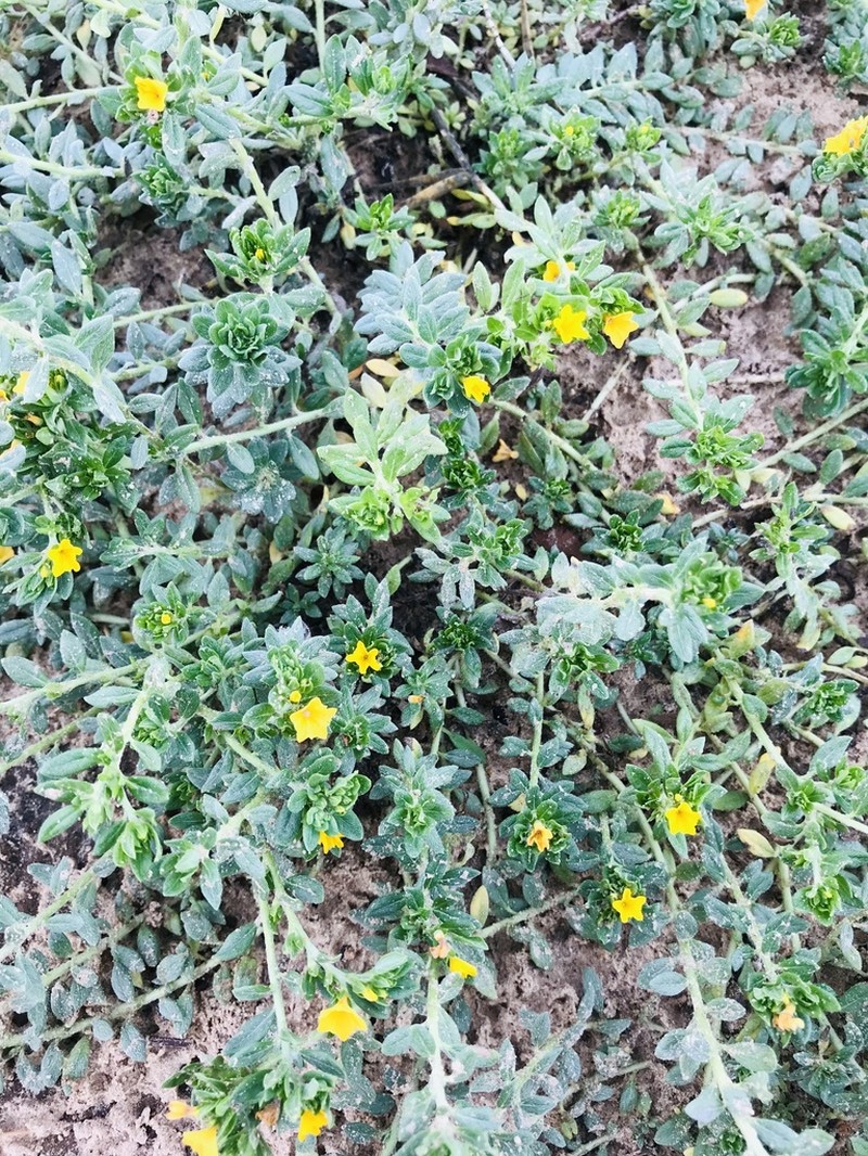 Euploca katangensis photo 4