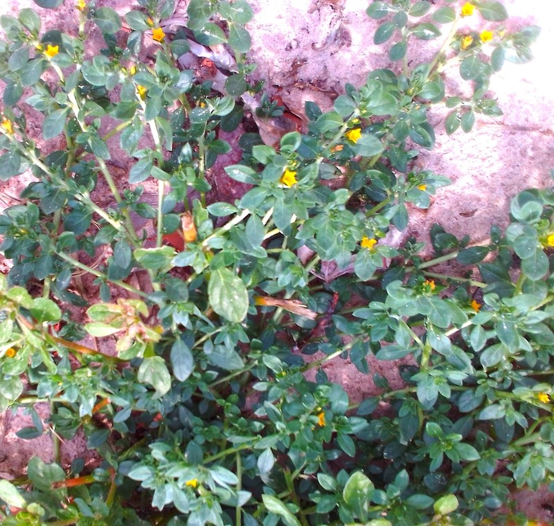 Euploca katangensis photo 5