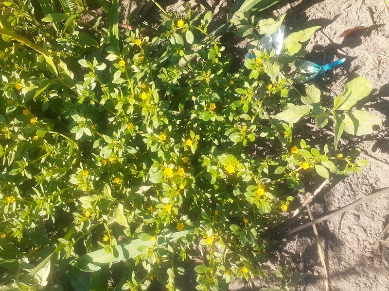 Euploca katangensis photo 6