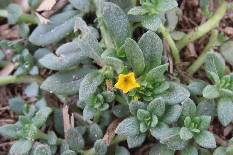 Euploca katangensis photo 7