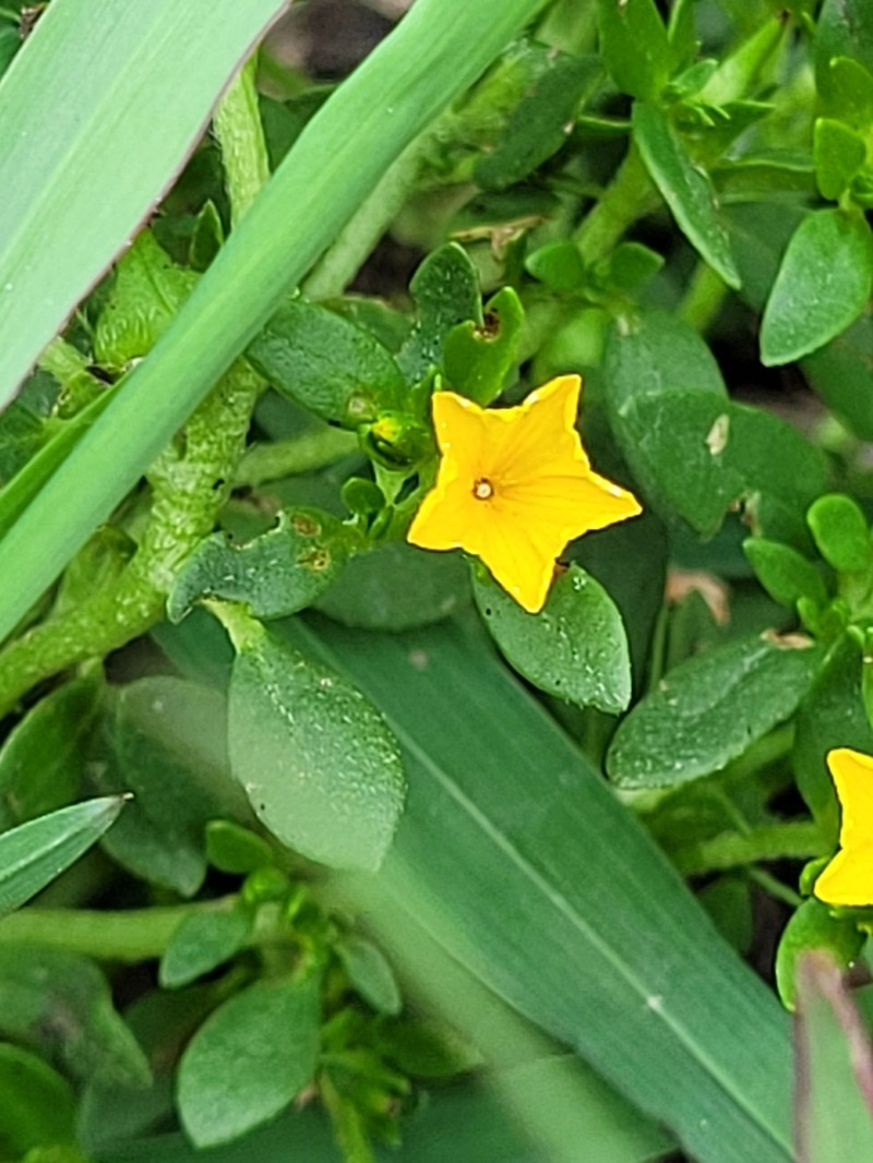 Euploca katangensis photo 8