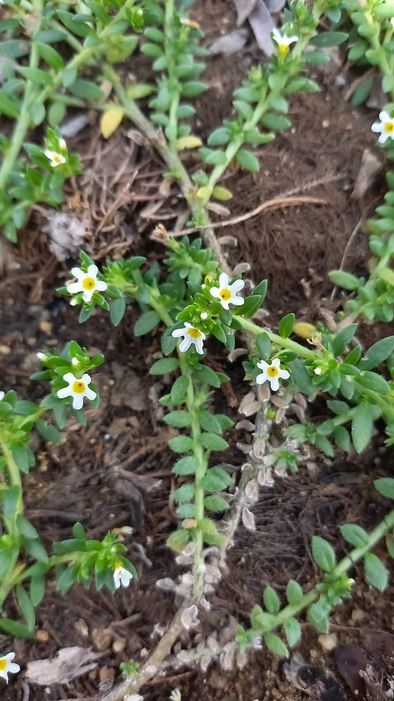 Antilles Heliotrope