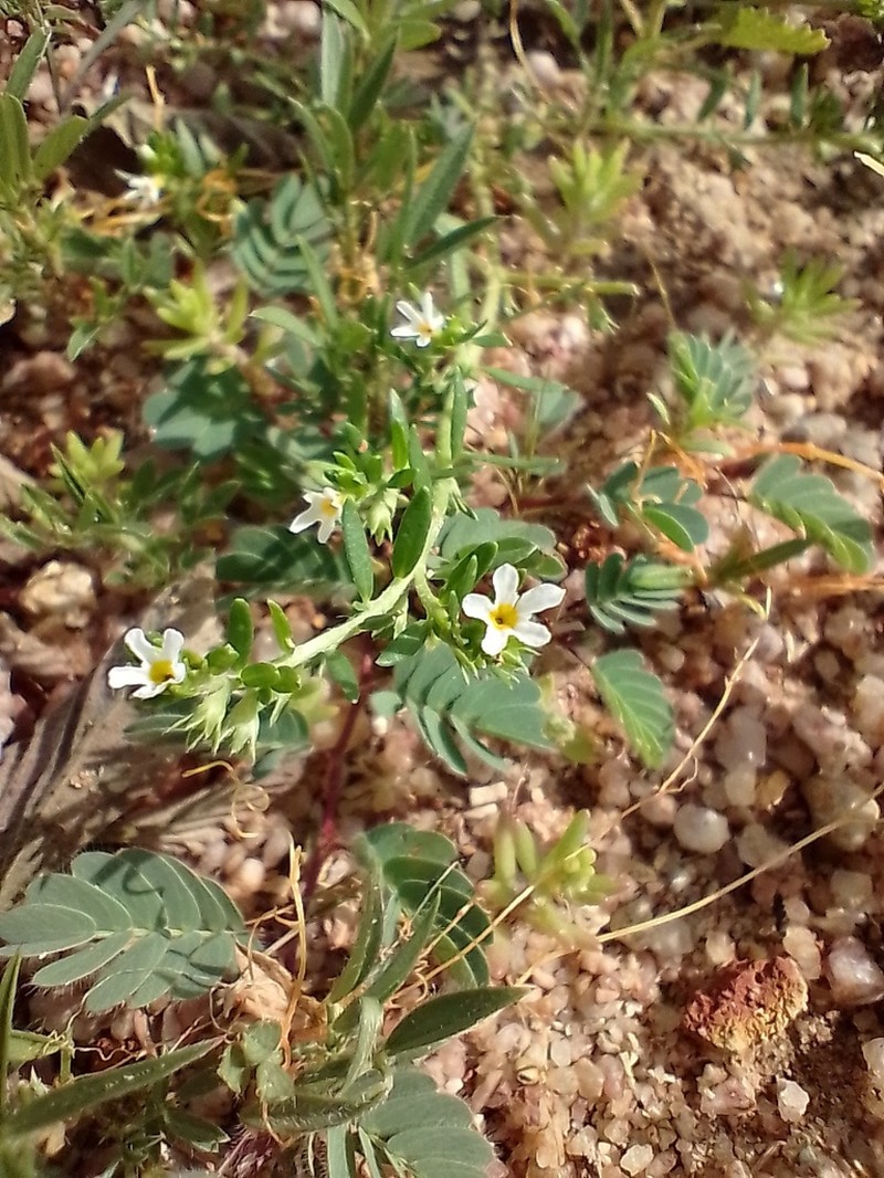 Antilles Heliotrope photo 2