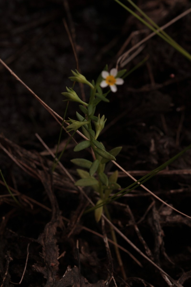 Antilles Heliotrope photo 7