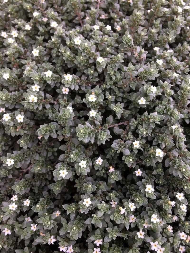 Antilles Heliotrope photo 8