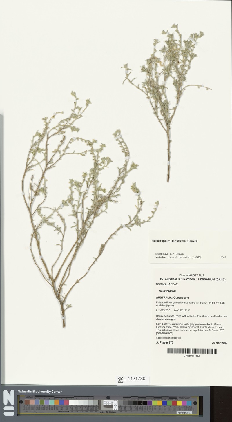 Euploca lapidicola