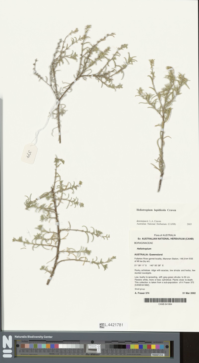 Euploca lapidicola photo 2