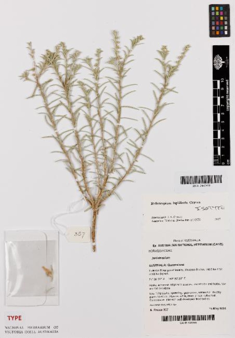 Euploca lapidicola photo 3