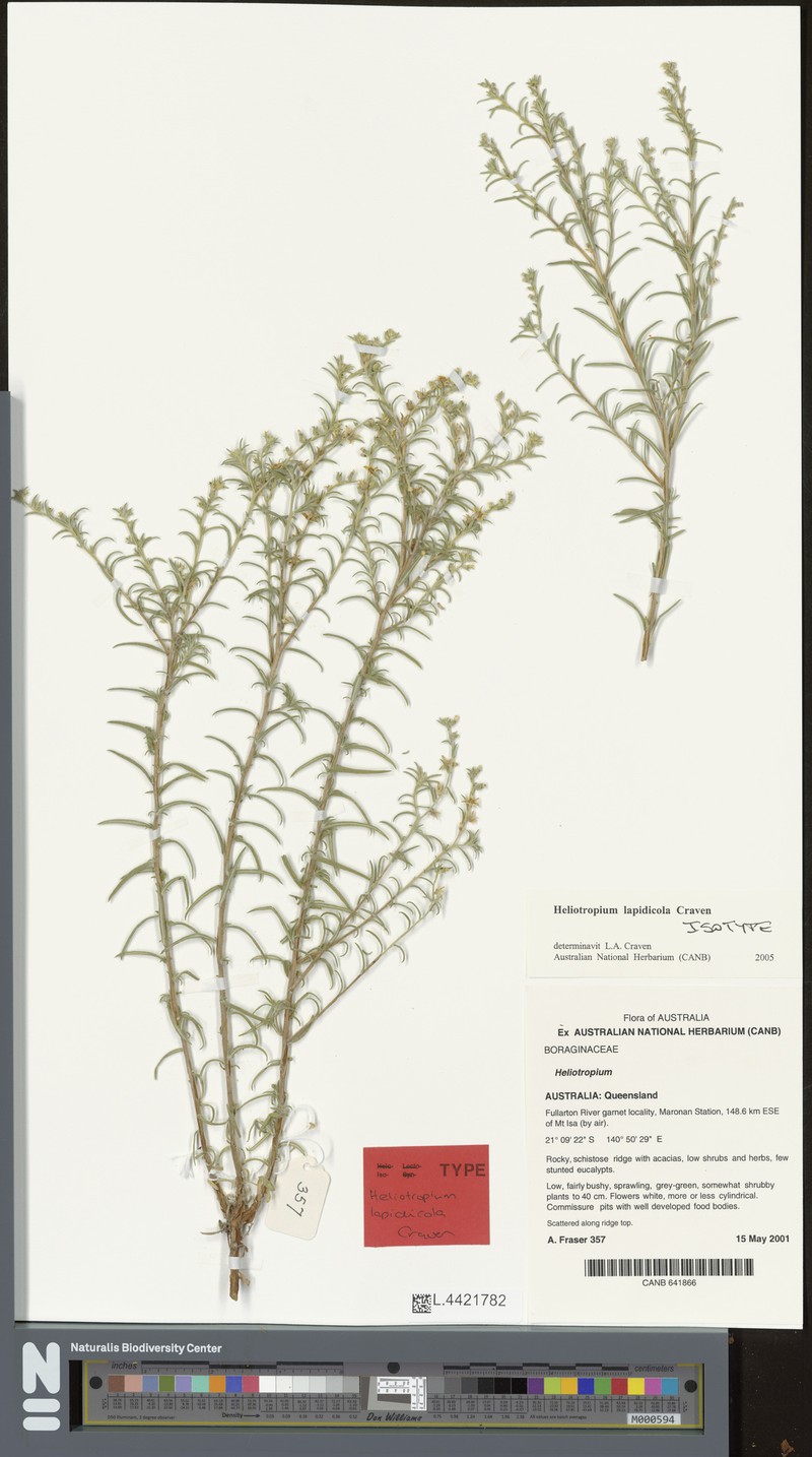 Euploca lapidicola photo 4