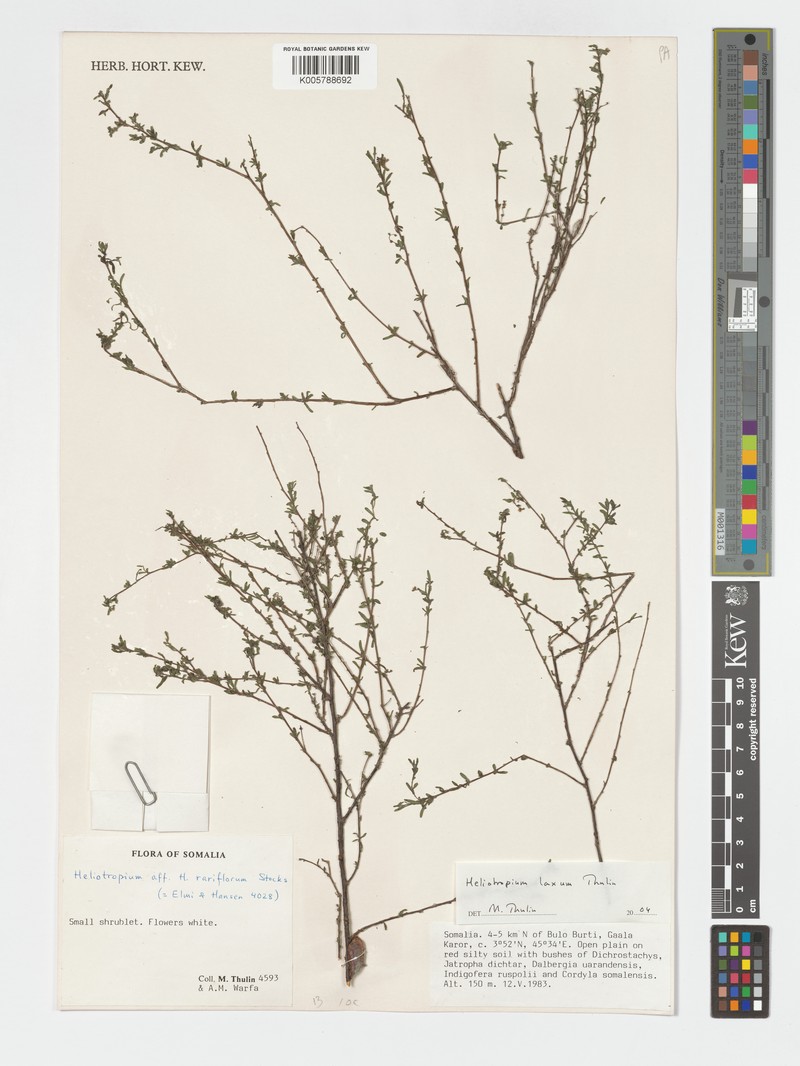 Euploca laxa