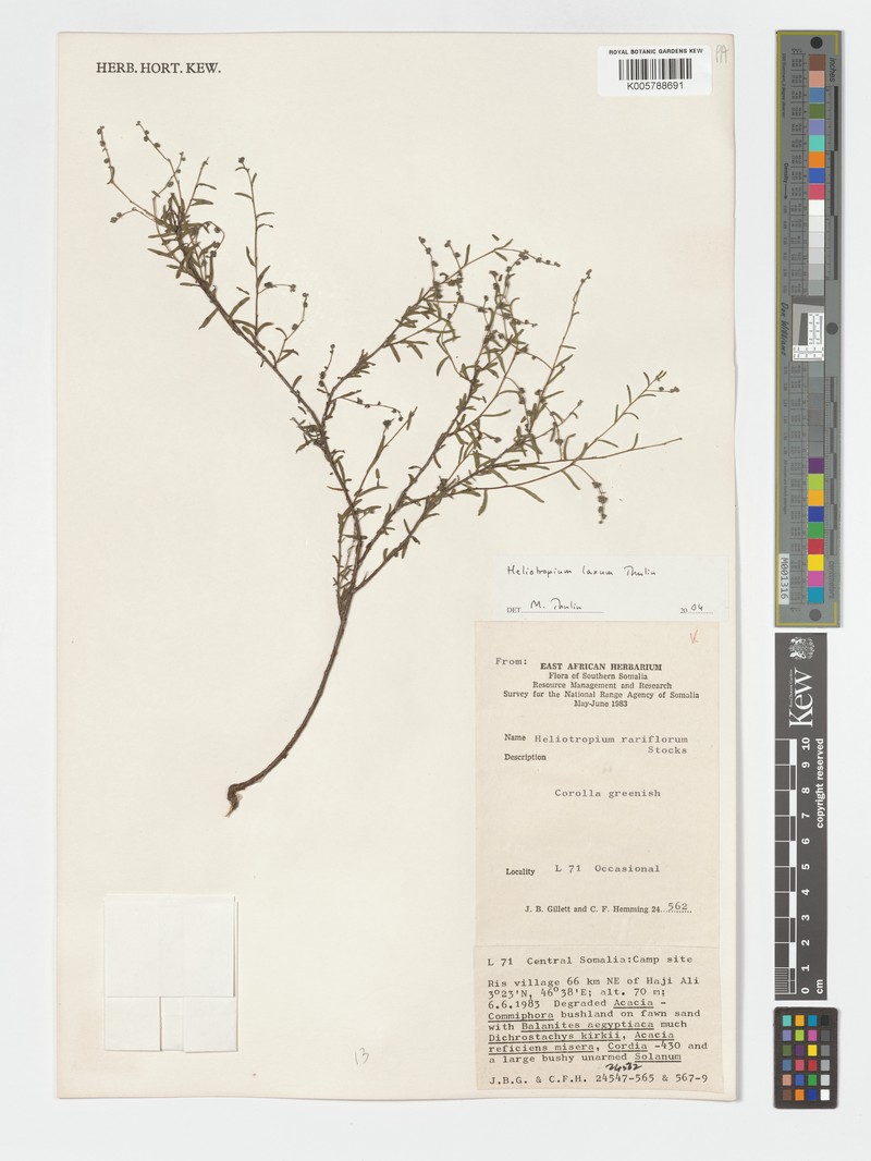 Euploca laxa photo 2