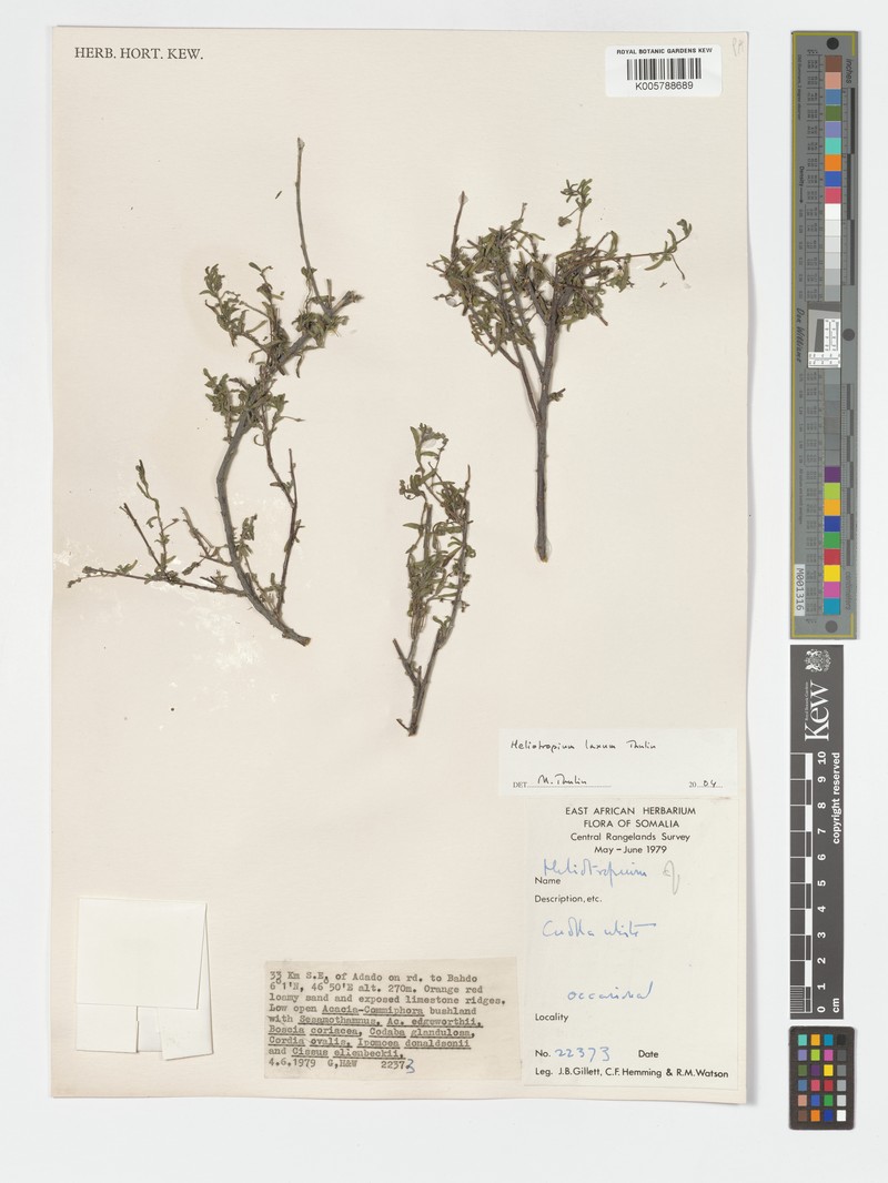 Euploca laxa photo 3