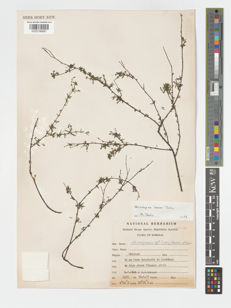 Euploca laxa photo 4