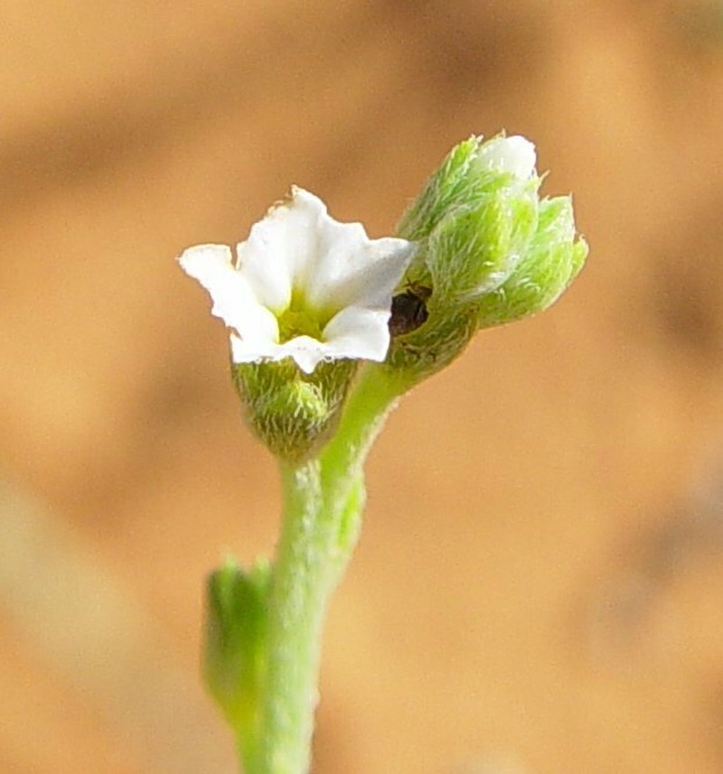 Euploca leptalea