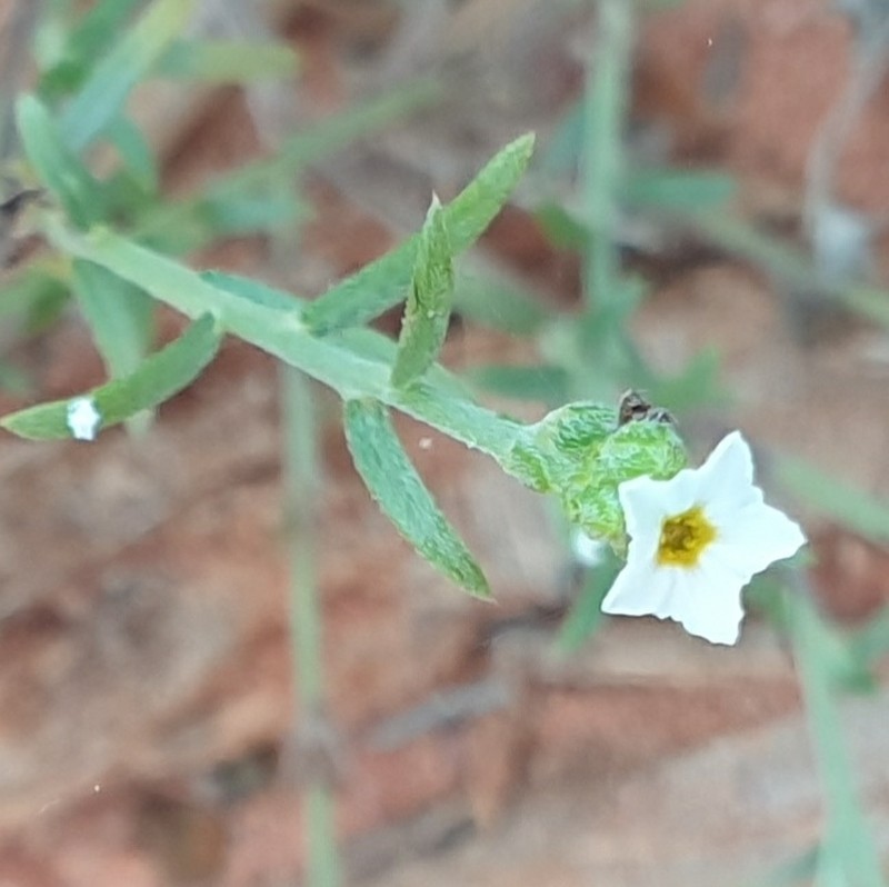 Euploca leptalea photo 2