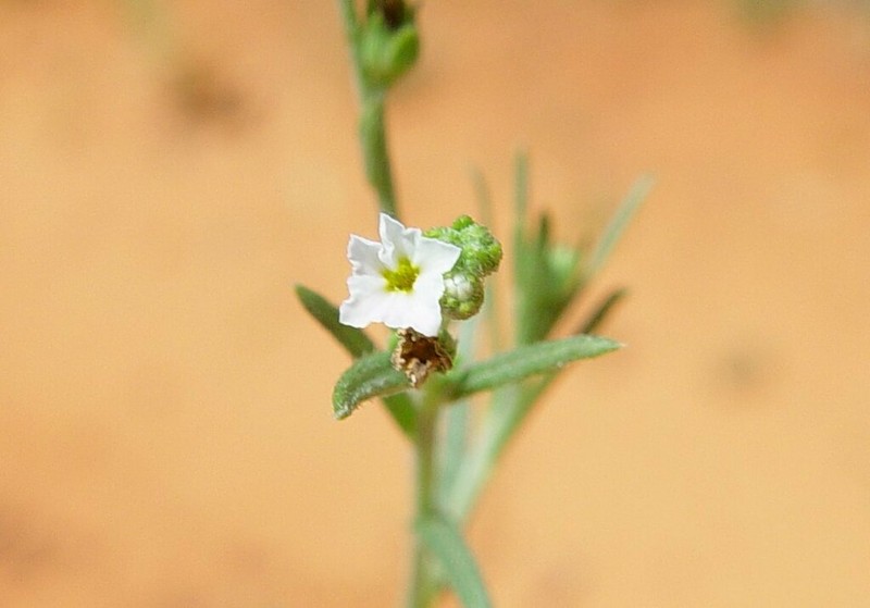 Euploca leptalea photo 3