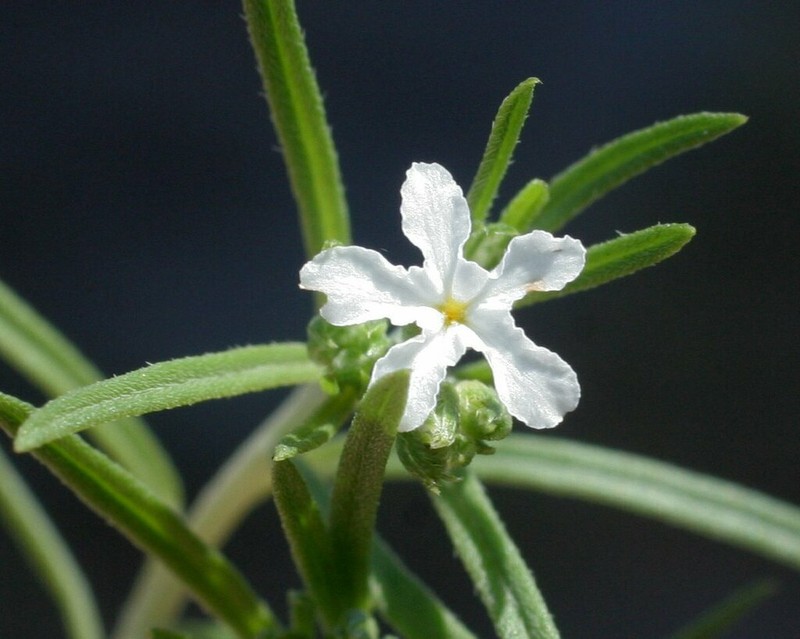 Euploca leptalea photo 5