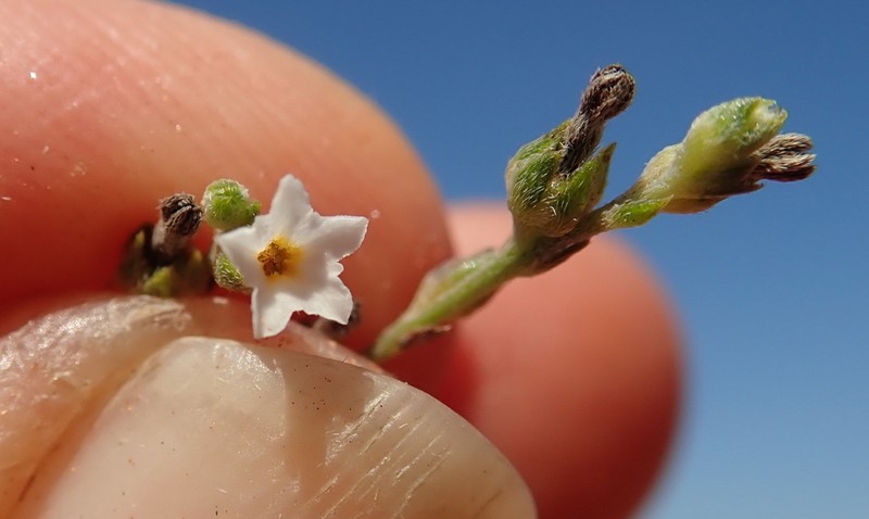 Euploca leptalea photo 6