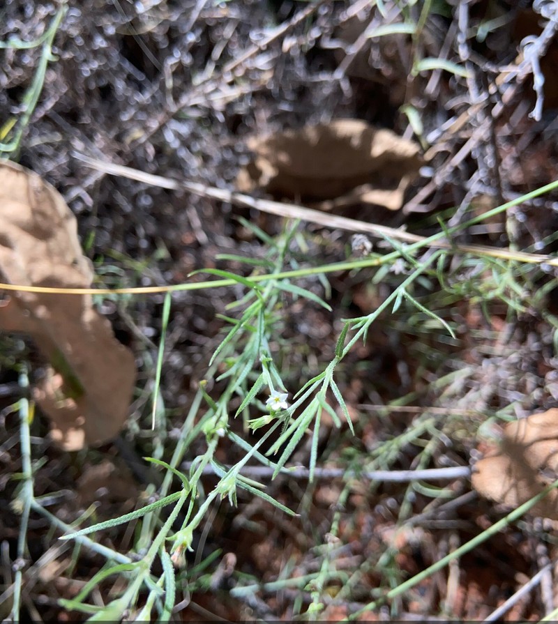 Euploca leptalea photo 7