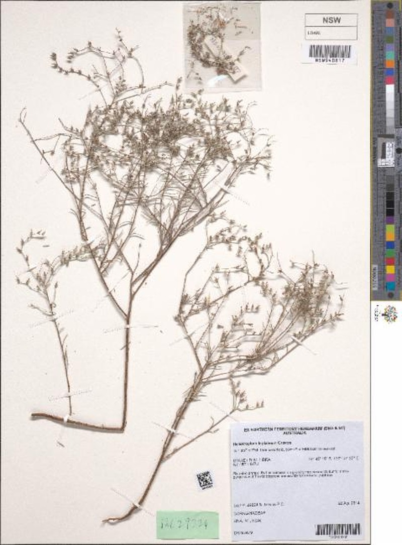 Euploca leptalea photo 8