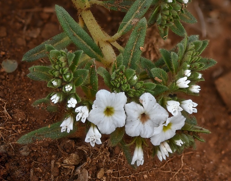 Euploca limbata