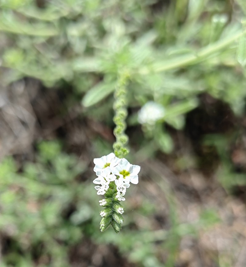 Euploca limbata photo 2