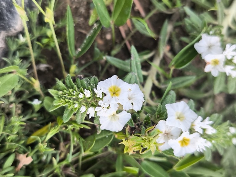 Euploca limbata photo 3