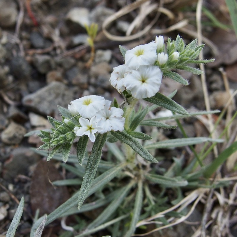 Euploca limbata photo 4