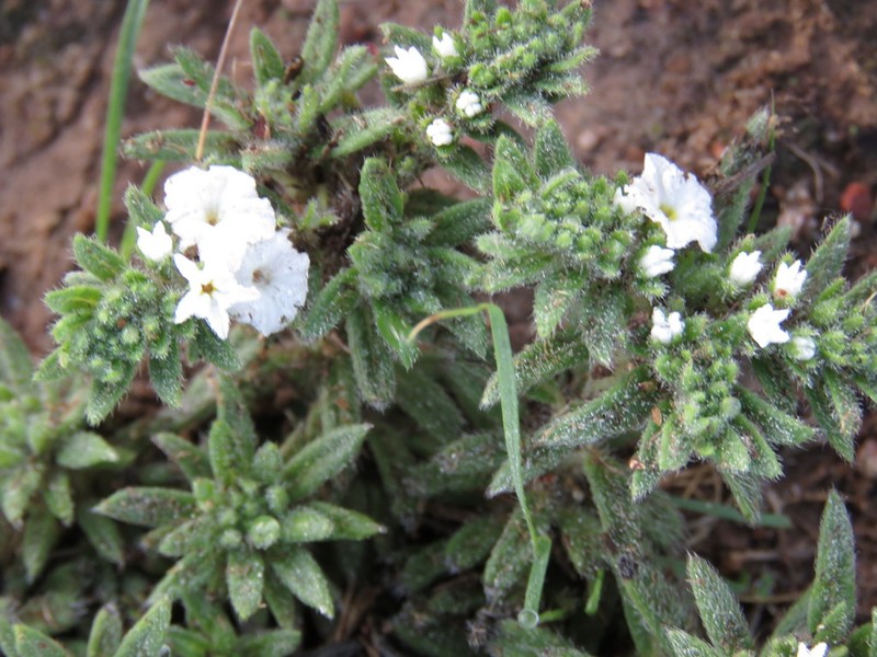 Euploca limbata photo 5