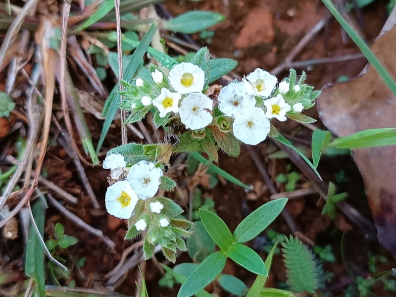 Euploca limbata photo 6
