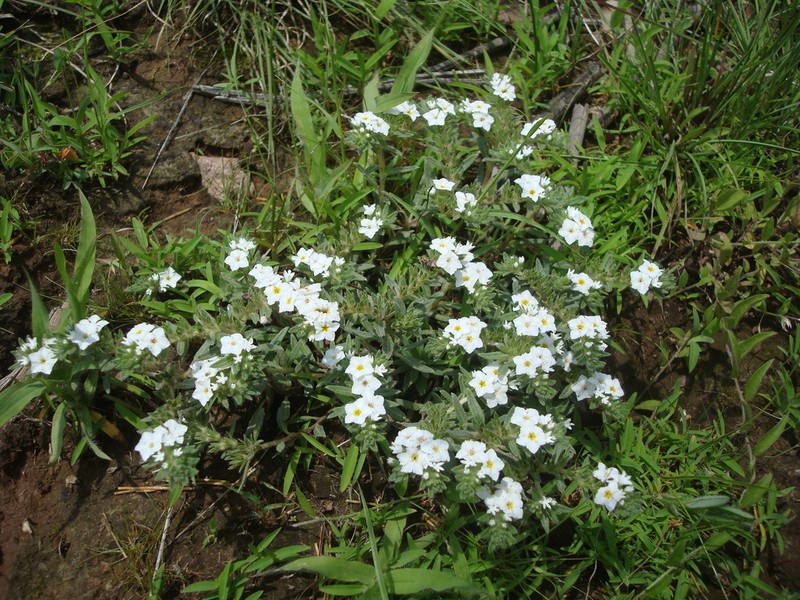 Euploca limbata photo 7