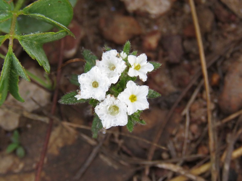 Euploca limbata photo 8