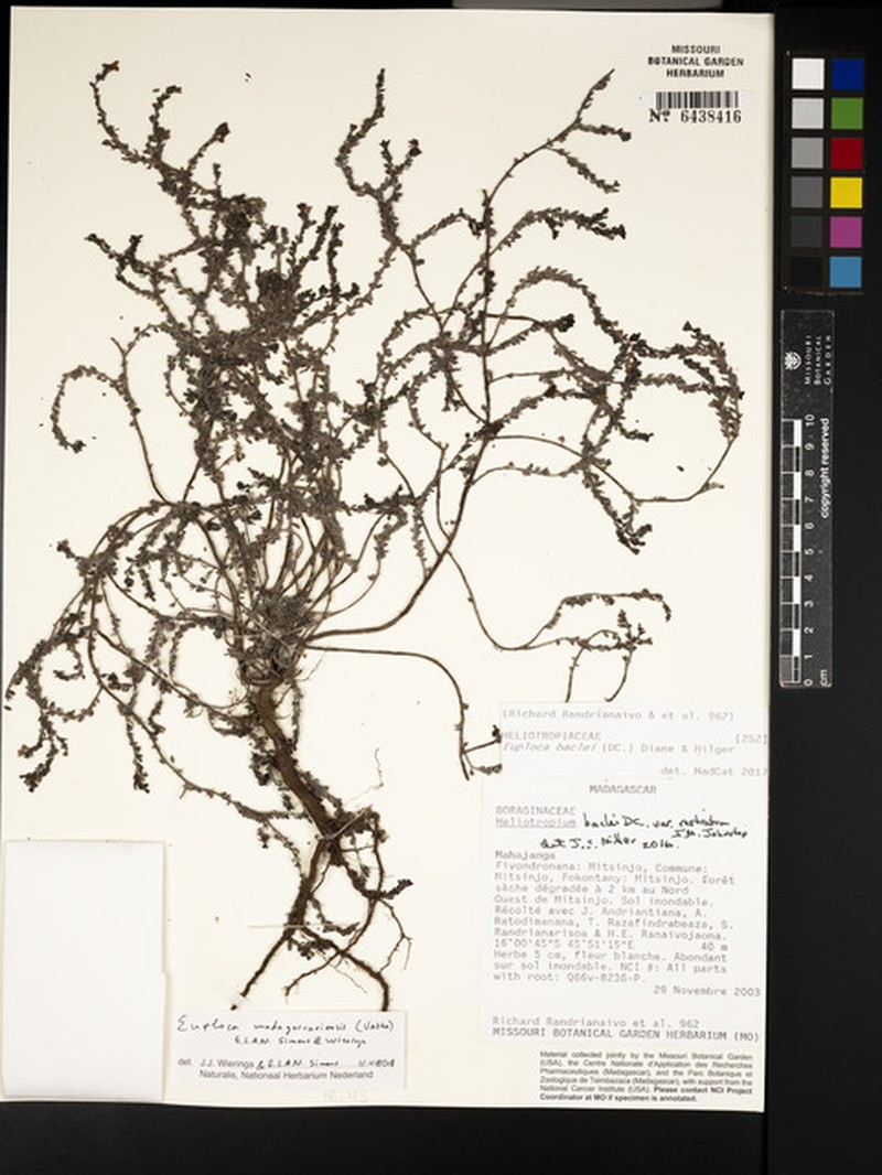 Euploca madagascariensis