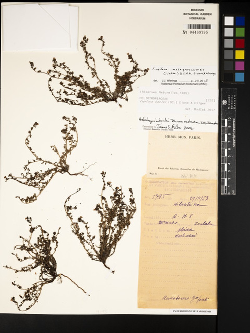 Euploca madagascariensis photo 2