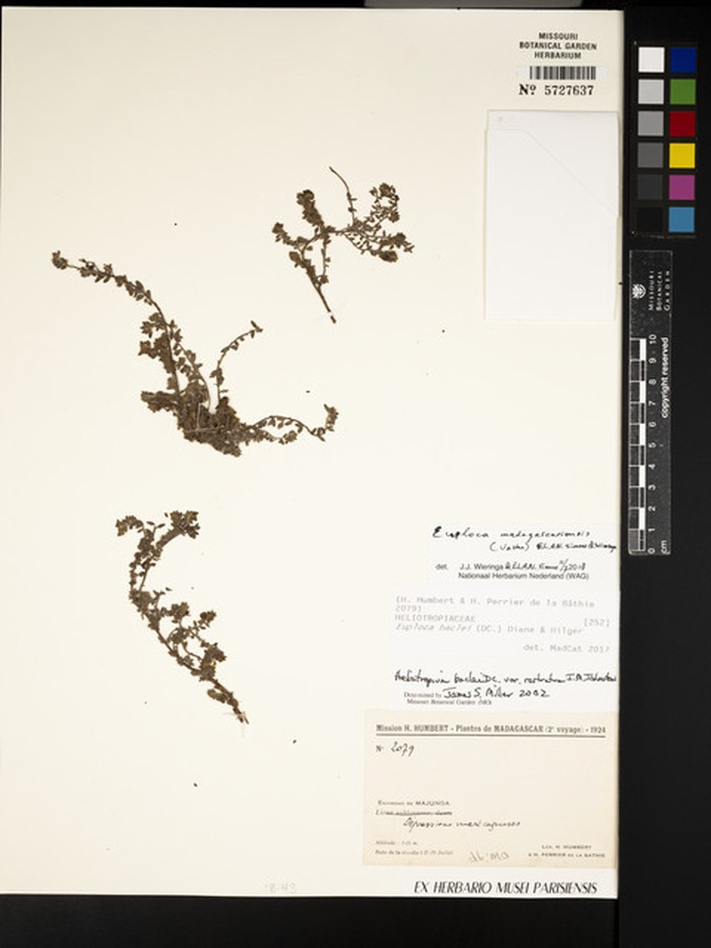 Euploca madagascariensis photo 3