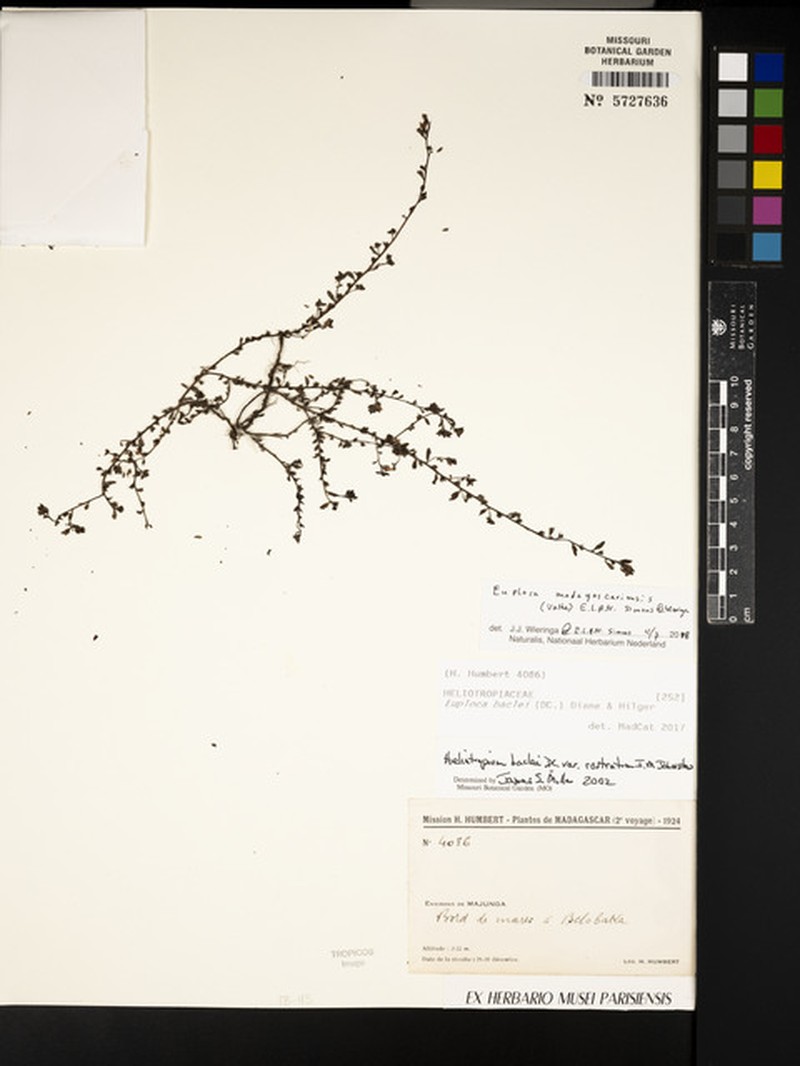 Euploca madagascariensis photo 4