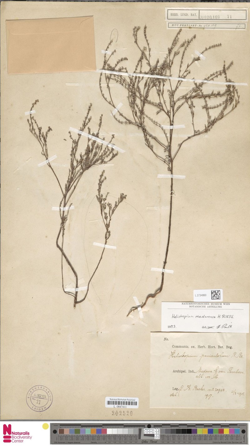 Euploca madurensis