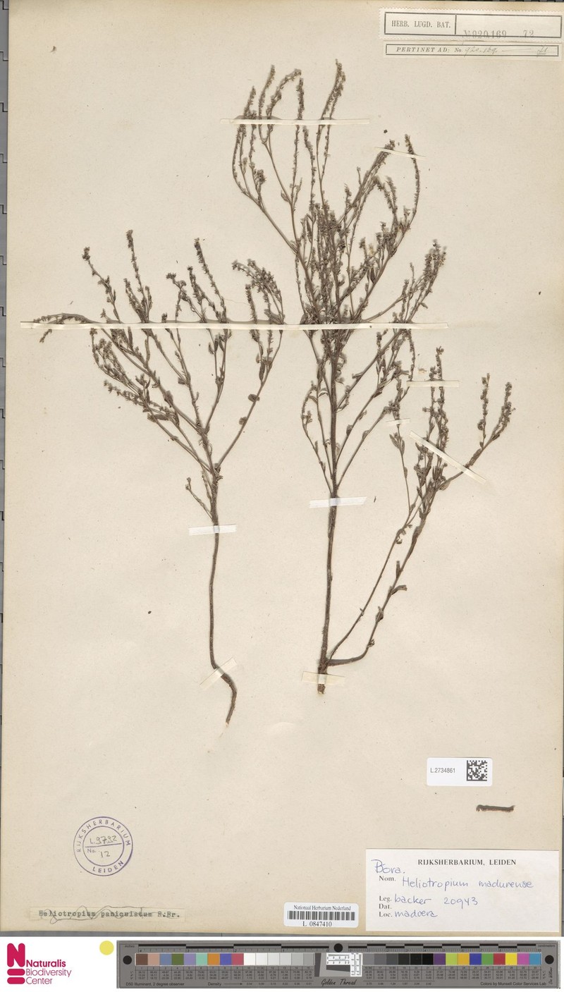 Euploca madurensis photo 2