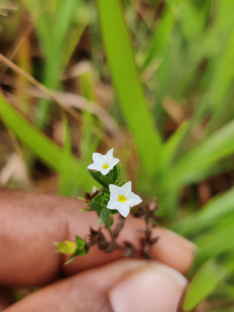 Euploca marifolia