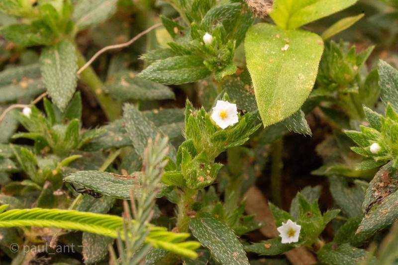 Euploca marifolia subsp. marifolia