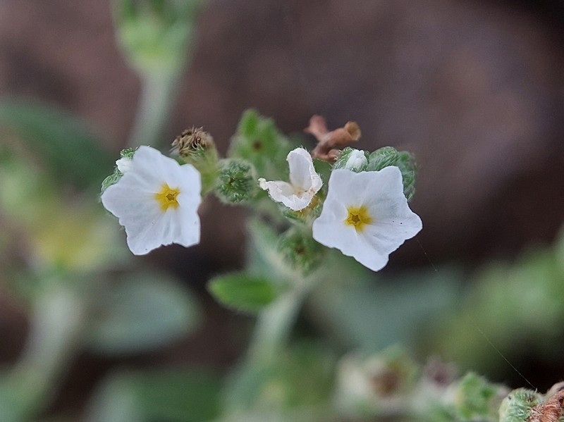 Euploca marifolia subsp. marifolia photo 2