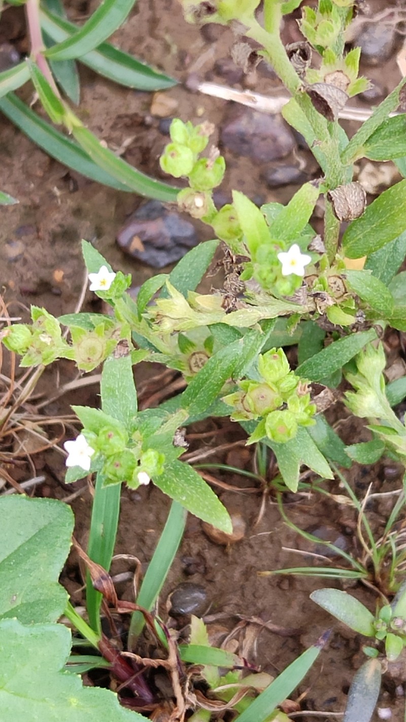 Euploca marifolia subsp. marifolia photo 3