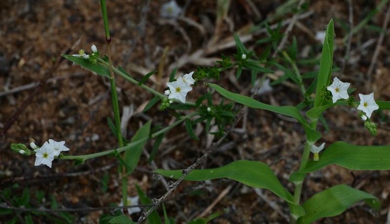 Euploca marifolia subsp. marifolia photo 4